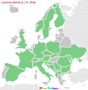 Lactuca alpina (L.) A. Gray